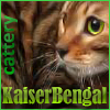 Kindergarten der Bengal-Katzen